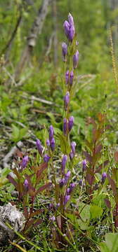 Image of fourpart dwarf gentian