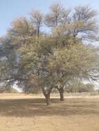 Plancia ëd Vachellia nilotica subsp. tomentosa (Benth.) Kyal. & Boatwr.