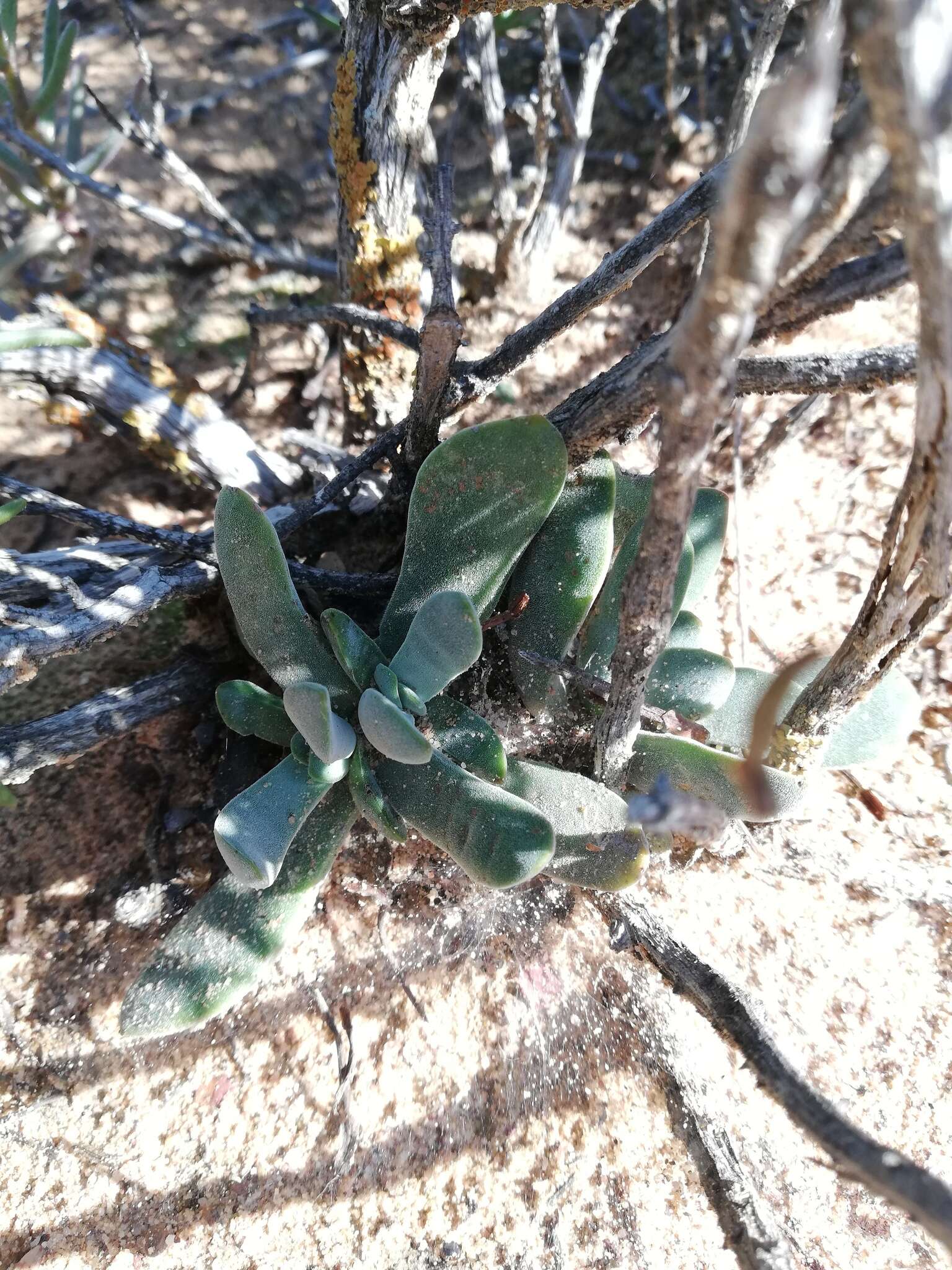 Image of Crassula cotyledonis Thunb.