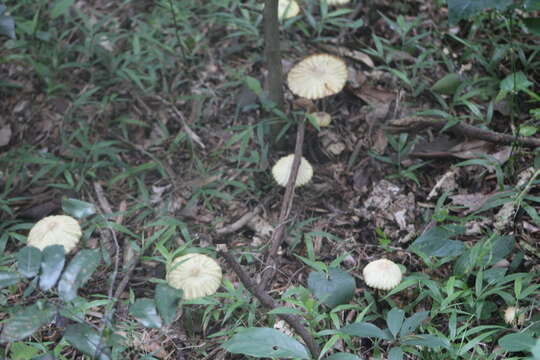 Image de Marasmius mbalmayoensis Douanla-Meli 2008