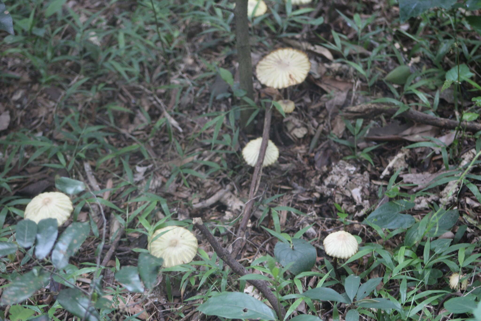 صورة Marasmius mbalmayoensis Douanla-Meli 2008