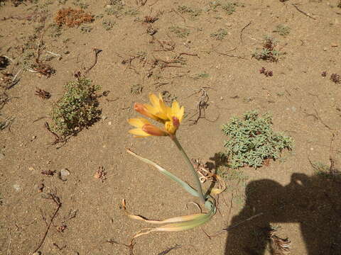 Image of Zephyranthes gilliesiana