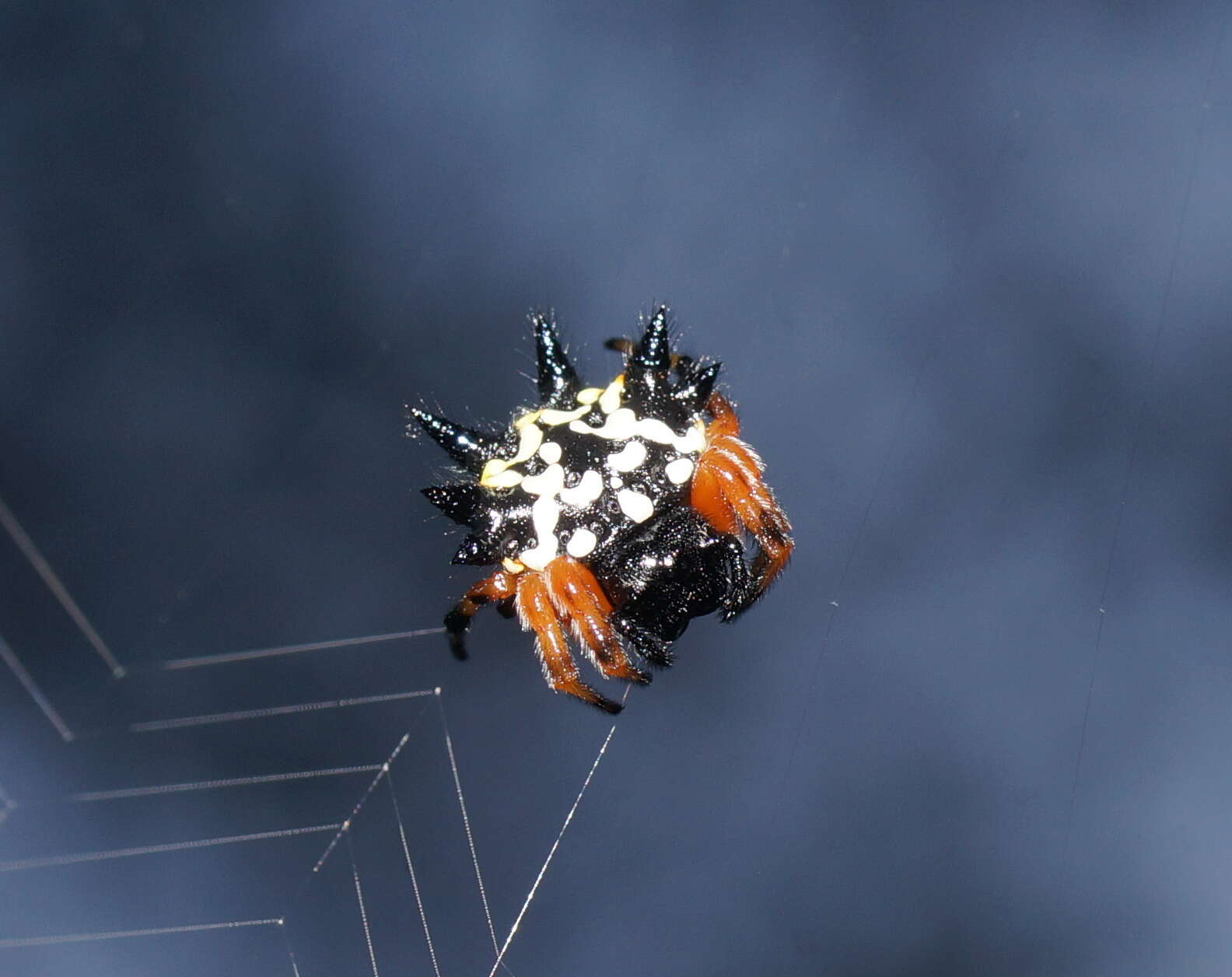 Image of Austracantha