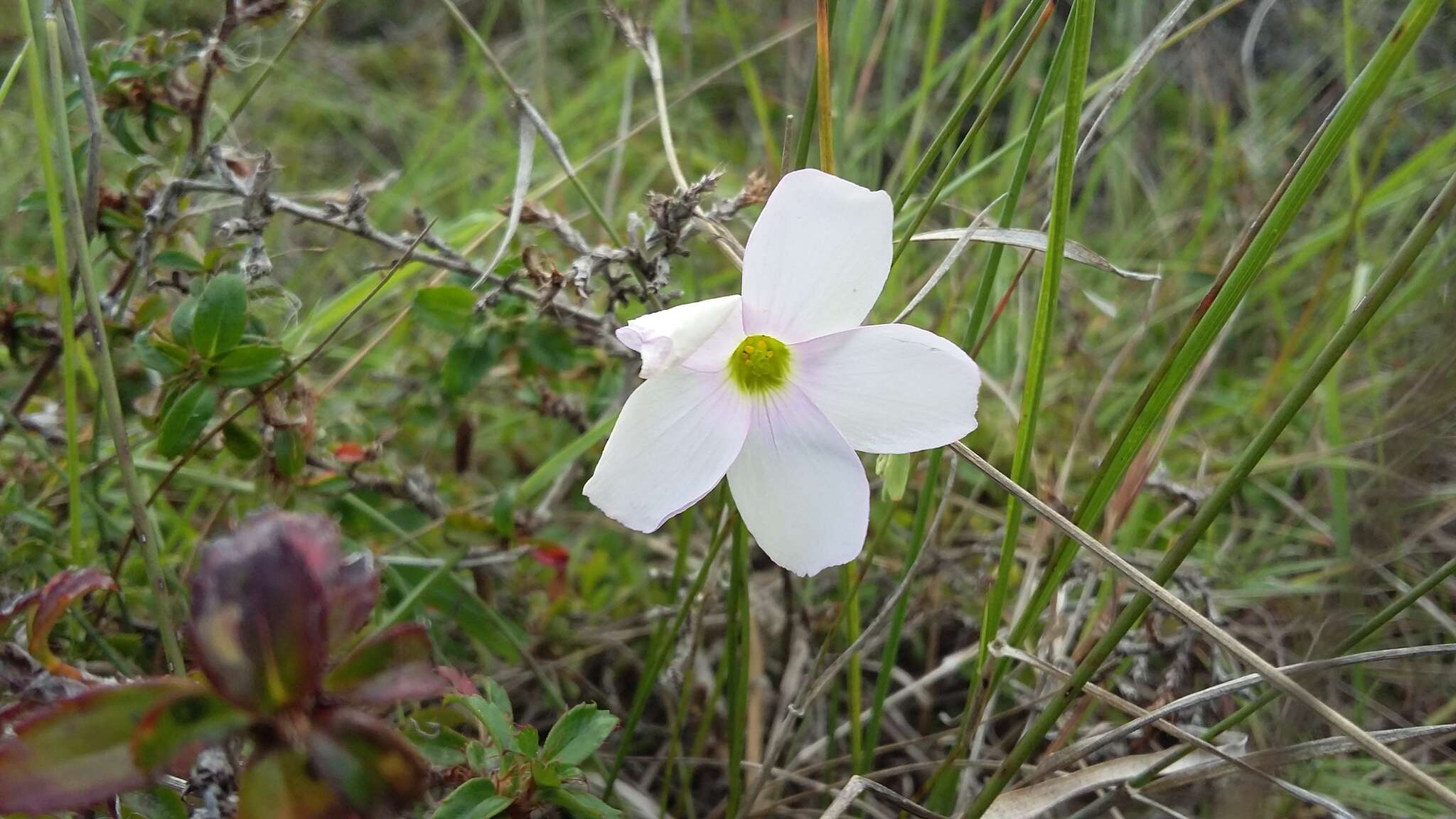 Imagem de Oxalis smithiana Eckl. & Zeyh.