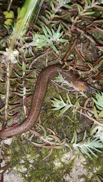 Image of Limax millipunctatus Pini 1885