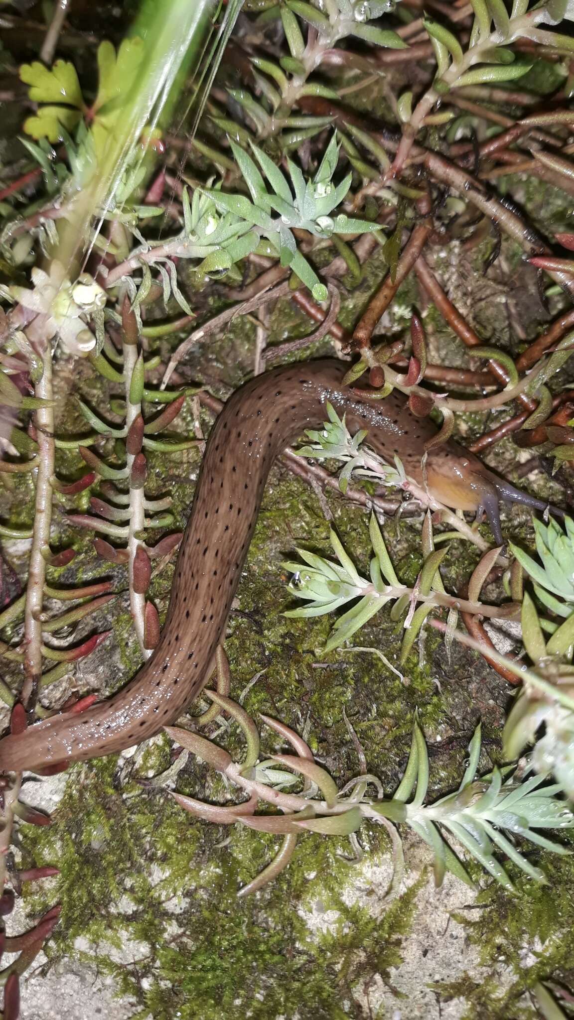 Image de Limax millipunctatus Pini 1885