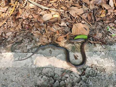 Image of Black And White Spitting Cobra