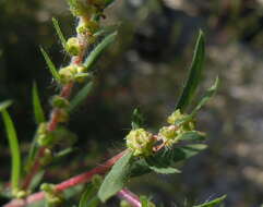 Image of Bassia scoparia subsp. densiflora (Turcz. ex Aellen) S. Cirujano & M. Velayos