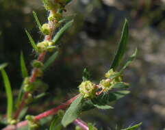 Image de Bassia scoparia subsp. densiflora (Turcz. ex Aellen) S. Cirujano & M. Velayos