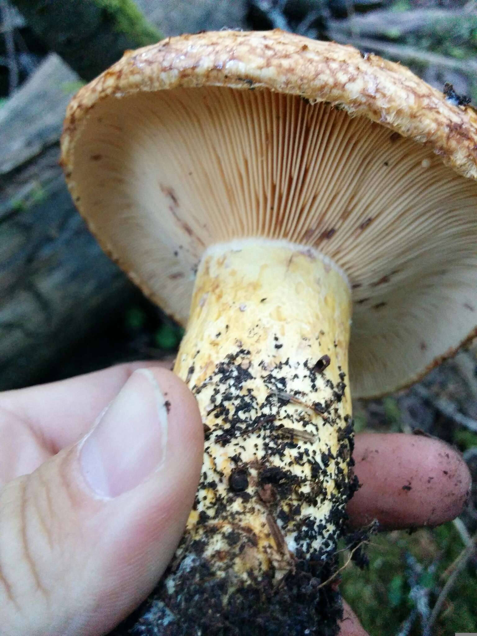 Image of Lactarius repraesentaneus Britzelm. 1885