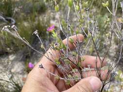 Ruschia virgata (Haw.) L. Bol. resmi