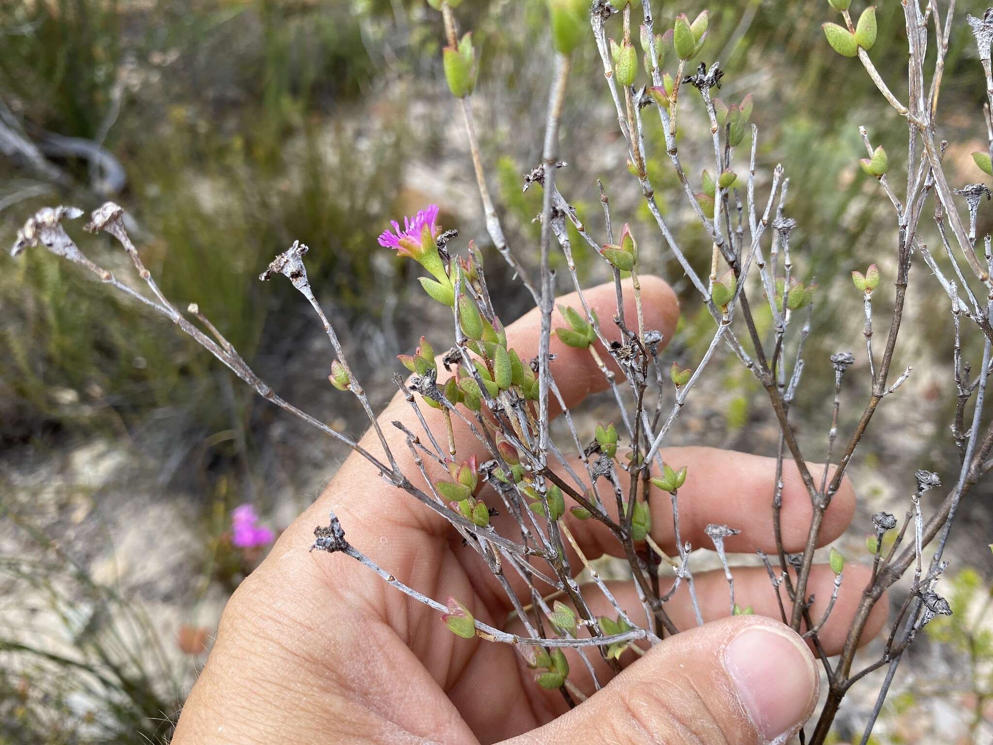 Ruschia virgata (Haw.) L. Bol. resmi