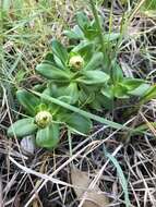 Image of Coronidium oxylepis (F. Müll.) Paul G. Wilson