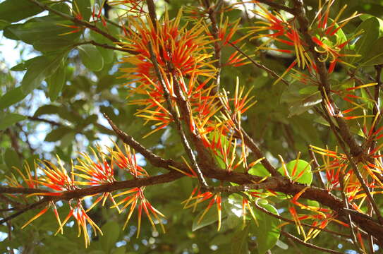 Image of Psittacanthus ramiflorus (DC.) G. Don