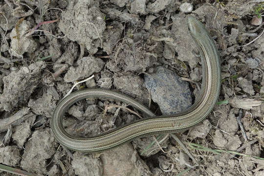 Image of Algerian Cylindrical Skink