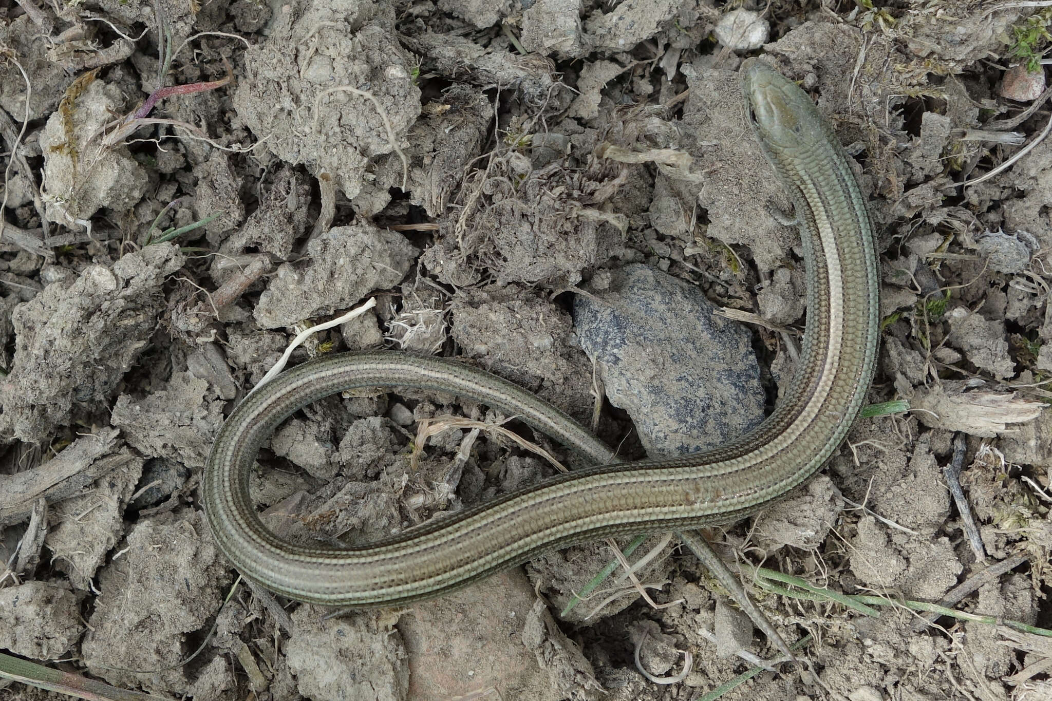 Chalcides chalcides (Linnaeus 1758) resmi