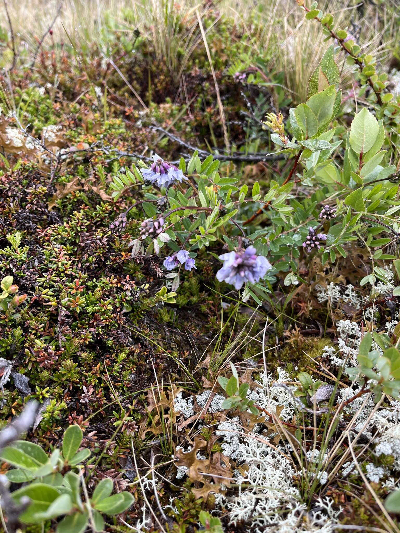 Image of Astragalus norvegicus Grauer