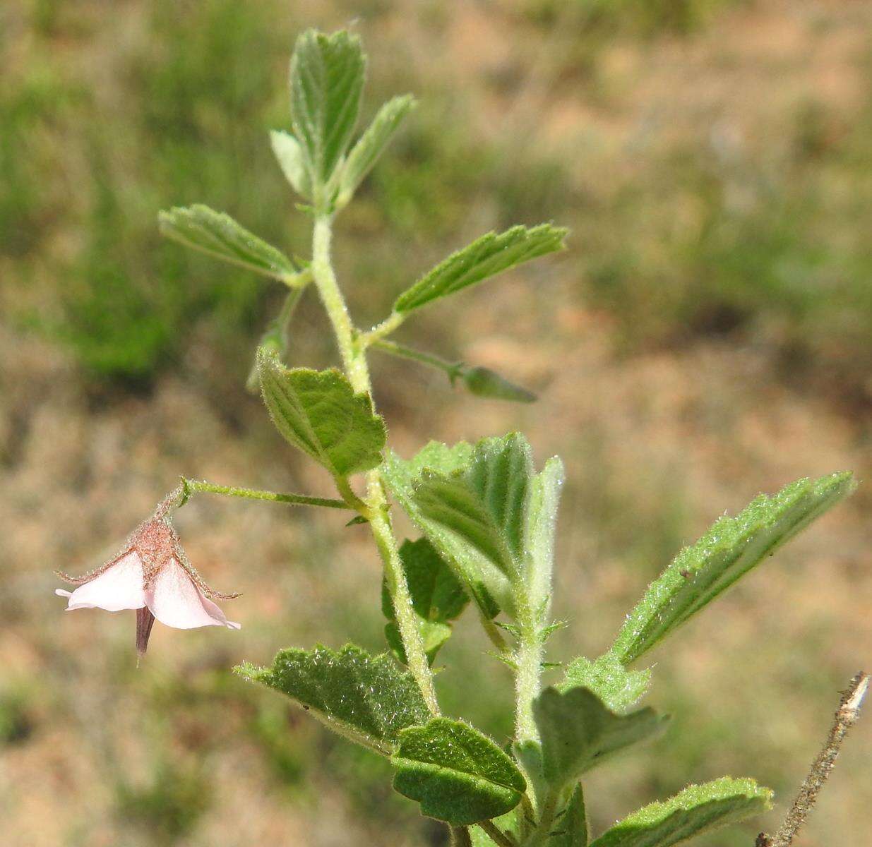 Plancia ëd Hermannia glanduligera K. Schum ex Schinz