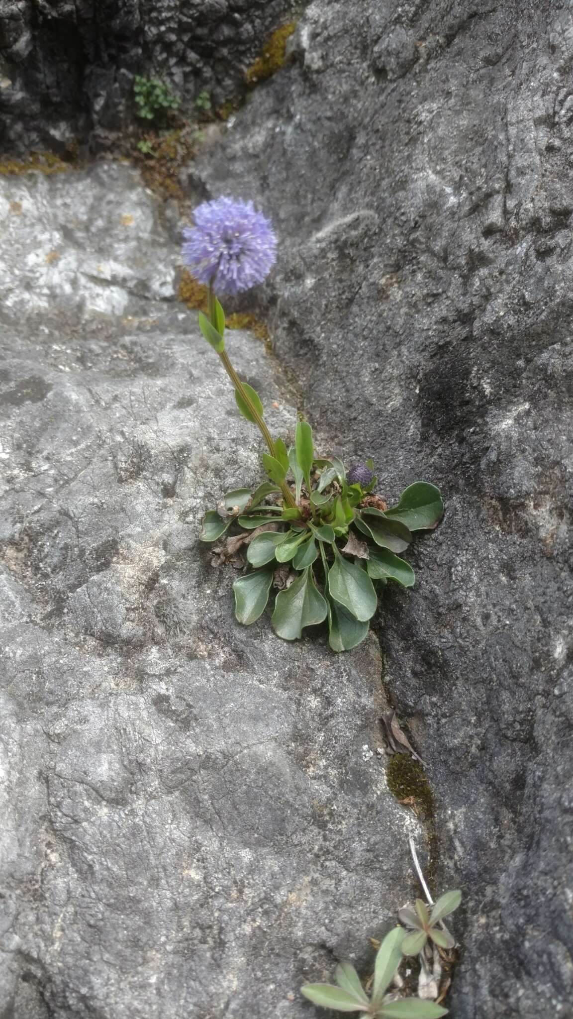 Image of Globularia bisnagarica L.