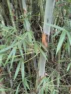 Image of Tropical Blue Bamboo