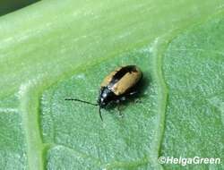 Image of Horseradish Flea Beetle