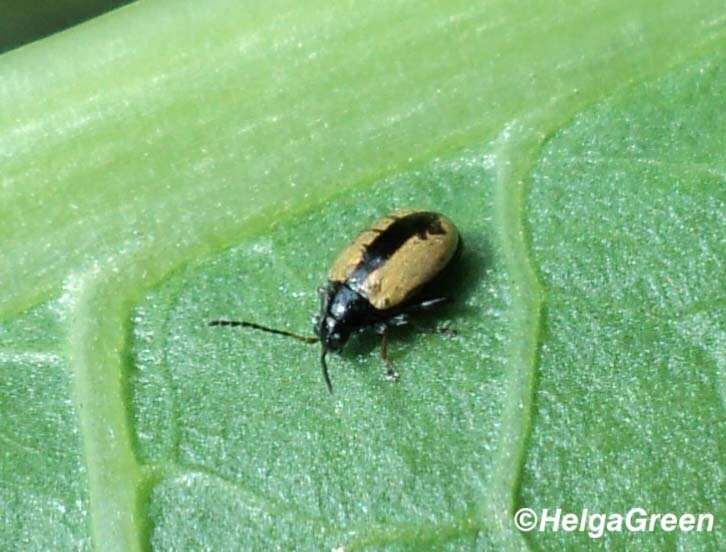 Image of Horseradish Flea Beetle