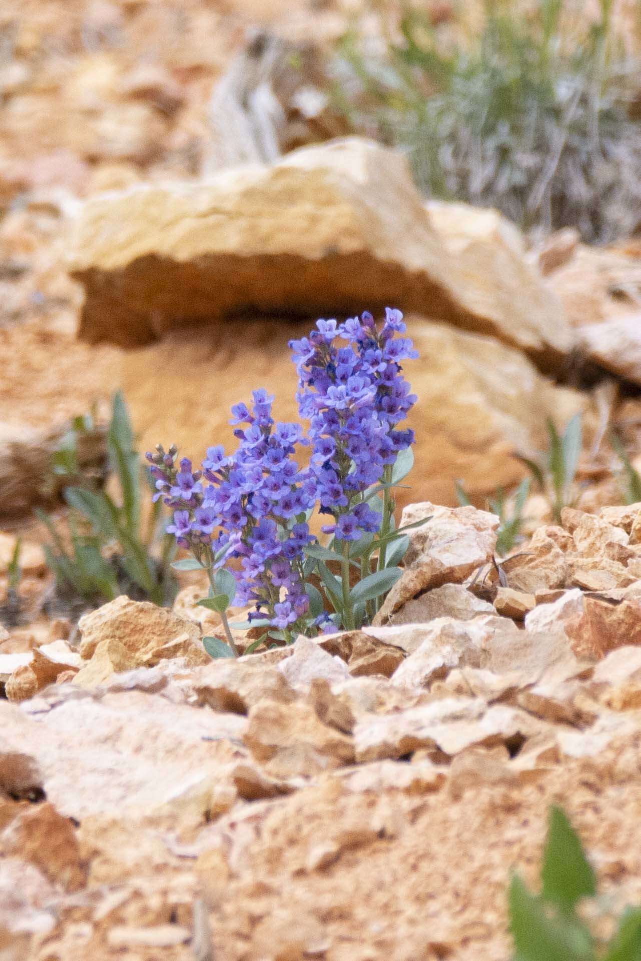 Image of Red Canyon beardtongue