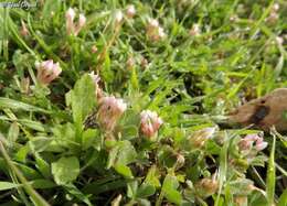 Image of woolly round-head clover