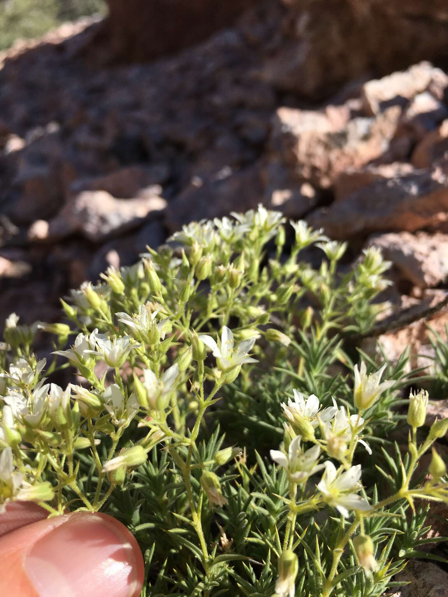 Image of brittle sandwort