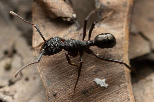 Image of Rhytidoponera nodifera (Emery 1895)