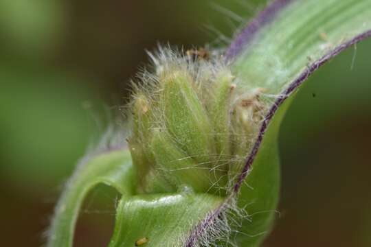 Image of Reverchon's spiderwort