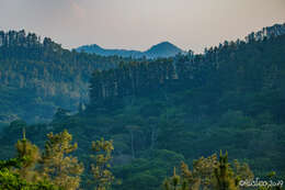 Image of Caribbean Pine