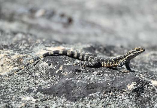 Image de Ctenophorus ornatus (Gray 1845)