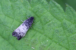 Image of Sallow-shoot Piercer