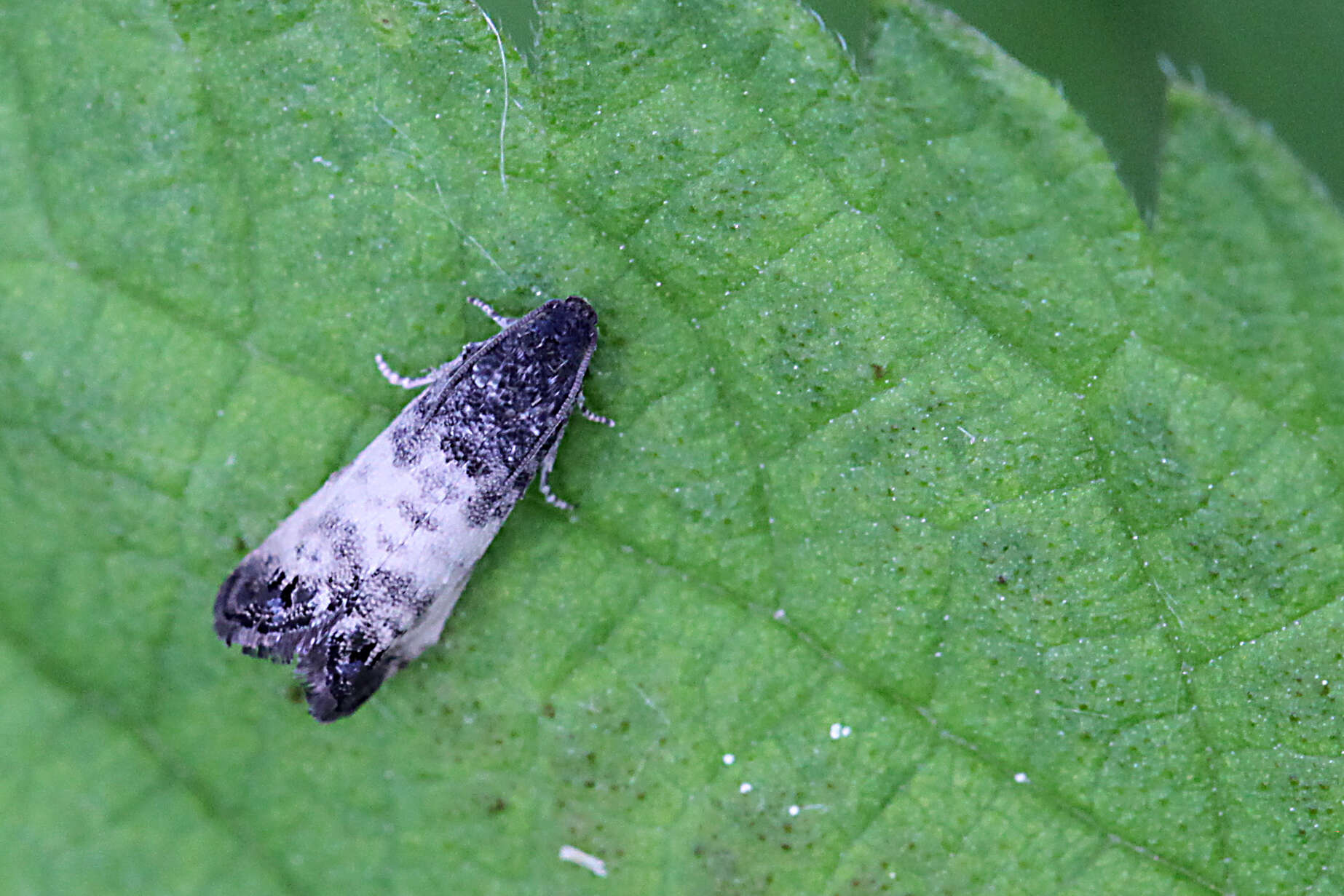 Image of Sallow-shoot Piercer