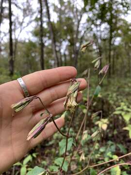 Image of nodding rattlesnakeroot