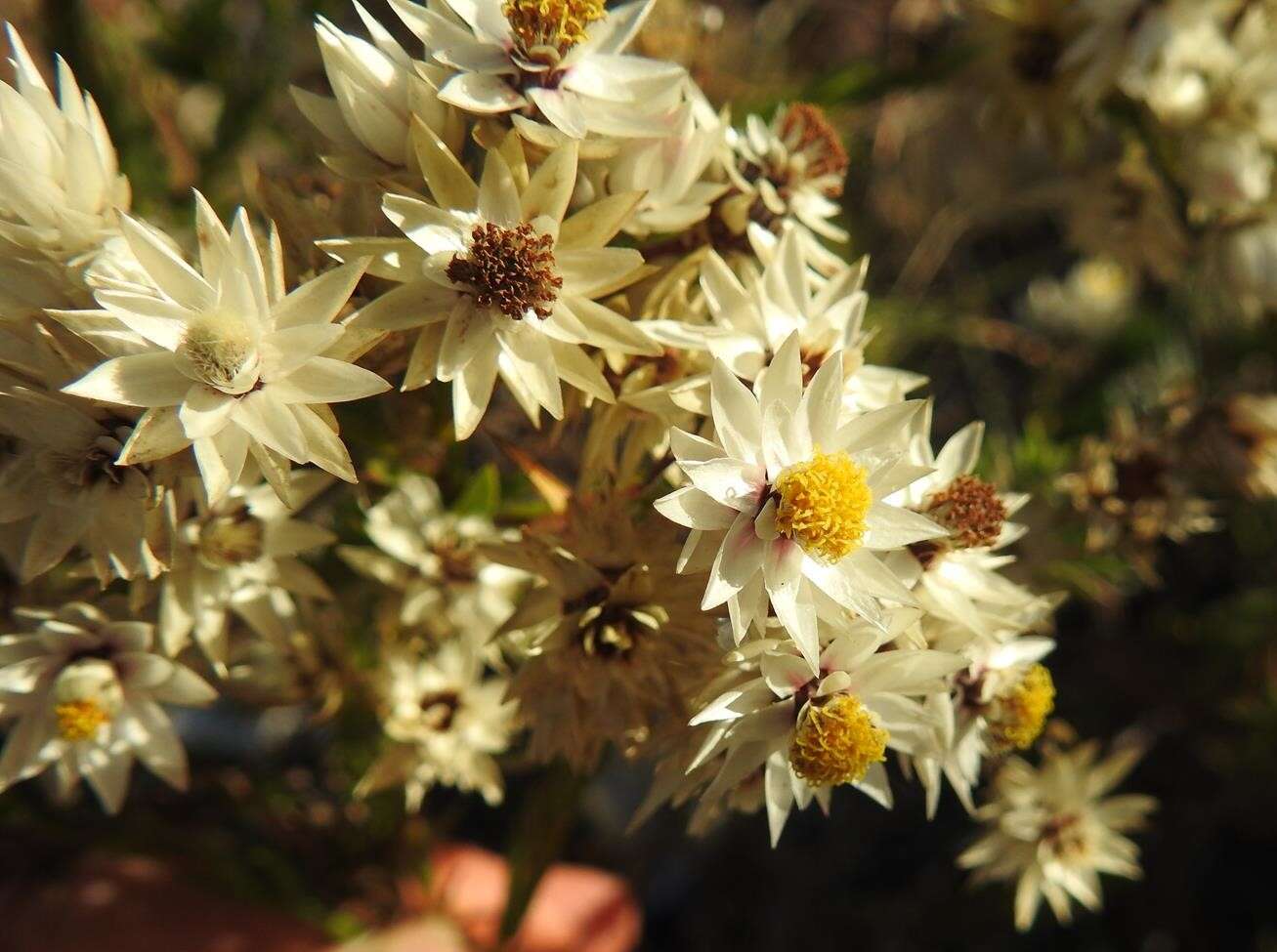 Image of Achyranthemum striatum