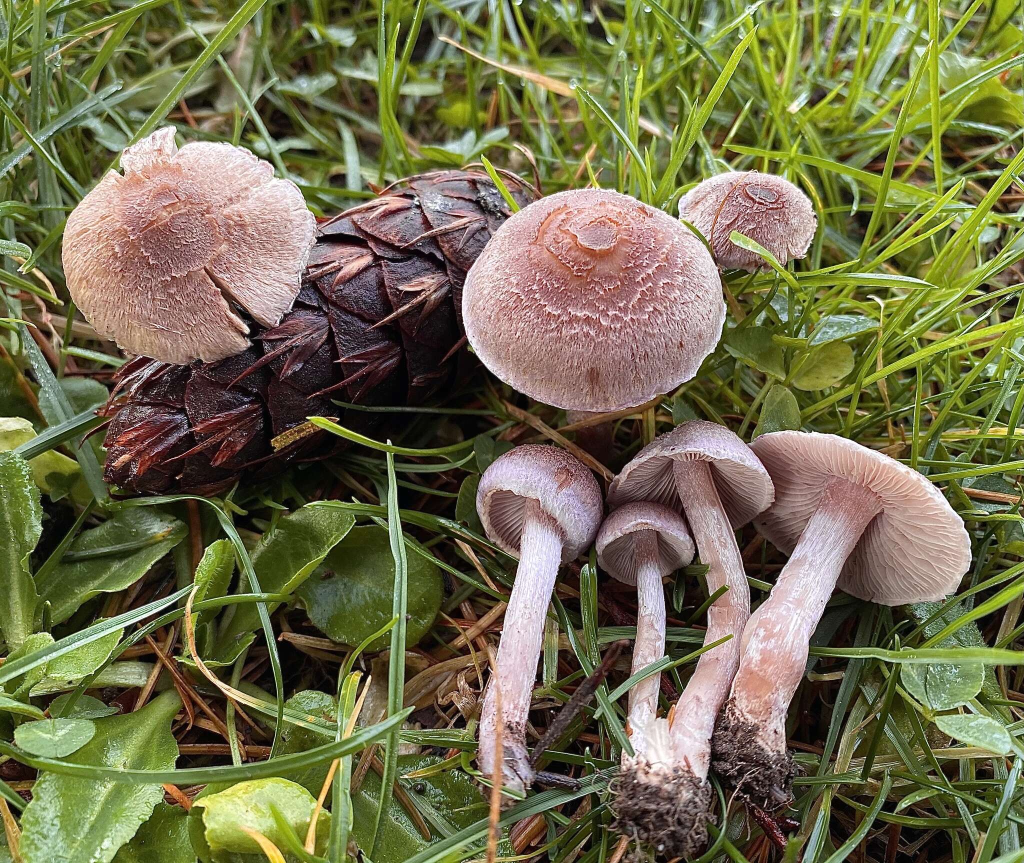 Image of Inocybe griseolilacina J. E. Lange 1917