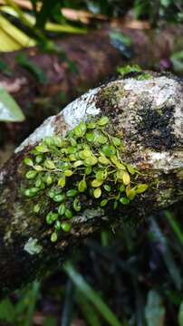 Image of Anathallis polygonoides (Griseb.) Pridgeon & M. W. Chase