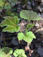 Image of red currant