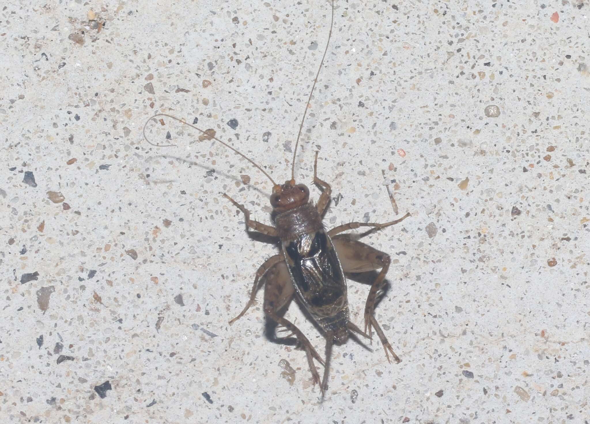 Image of Mormon Ground Cricket