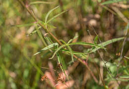 Sidalcea cusickii Piper的圖片