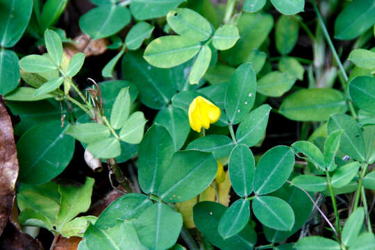 Image of Arachis duranensis Krapov. & W. C. Greg.