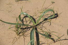 Image of Colchicum laetum Steven