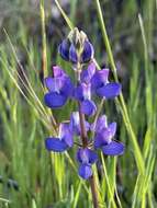 Sivun Lupinus affinis J. Agardh kuva