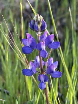 Sivun Lupinus affinis J. Agardh kuva