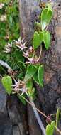 Image of Diplolepis boerhaviifolia (Hook. & Arn.) Liede & Rapini