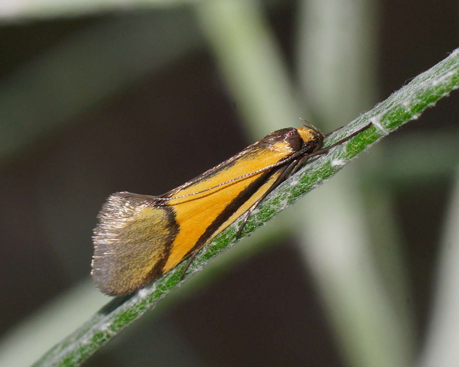 Image of Philobota arabella Newman 1855