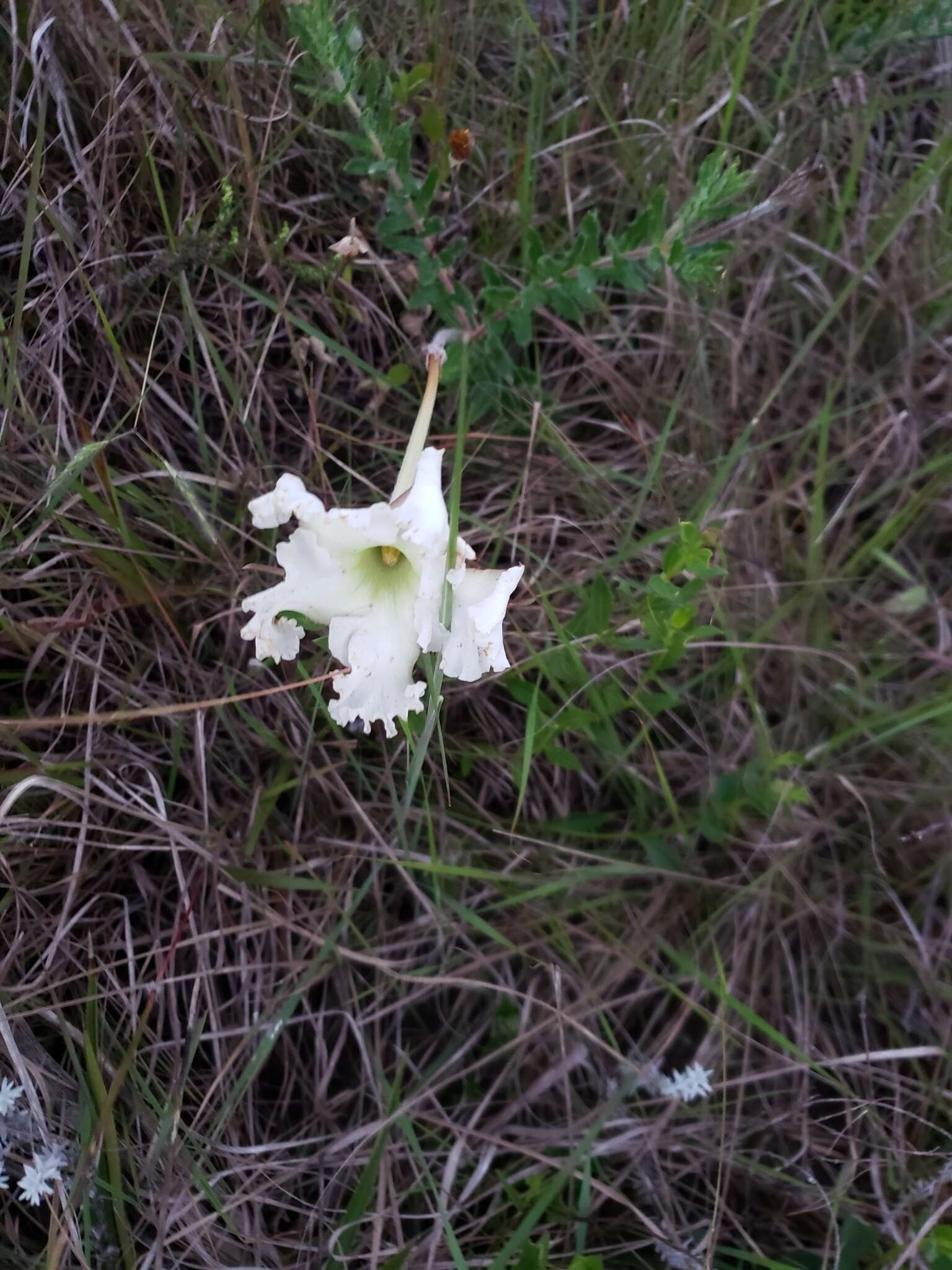 Image of Mandevilla petraea (A. St.-Hil.) Pichon