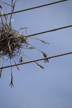 Image of Tillandsia caliginosa W. Till